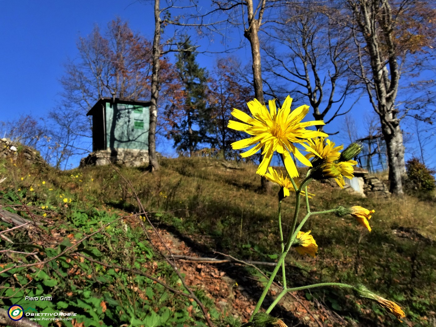 38 Io rimango colorato di giallo .JPG